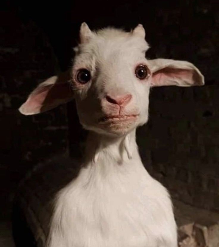 fatalframegirl's tweet image. busco namorado pra me explicar coisas aleatórias enquanto eu olho assim pra ele