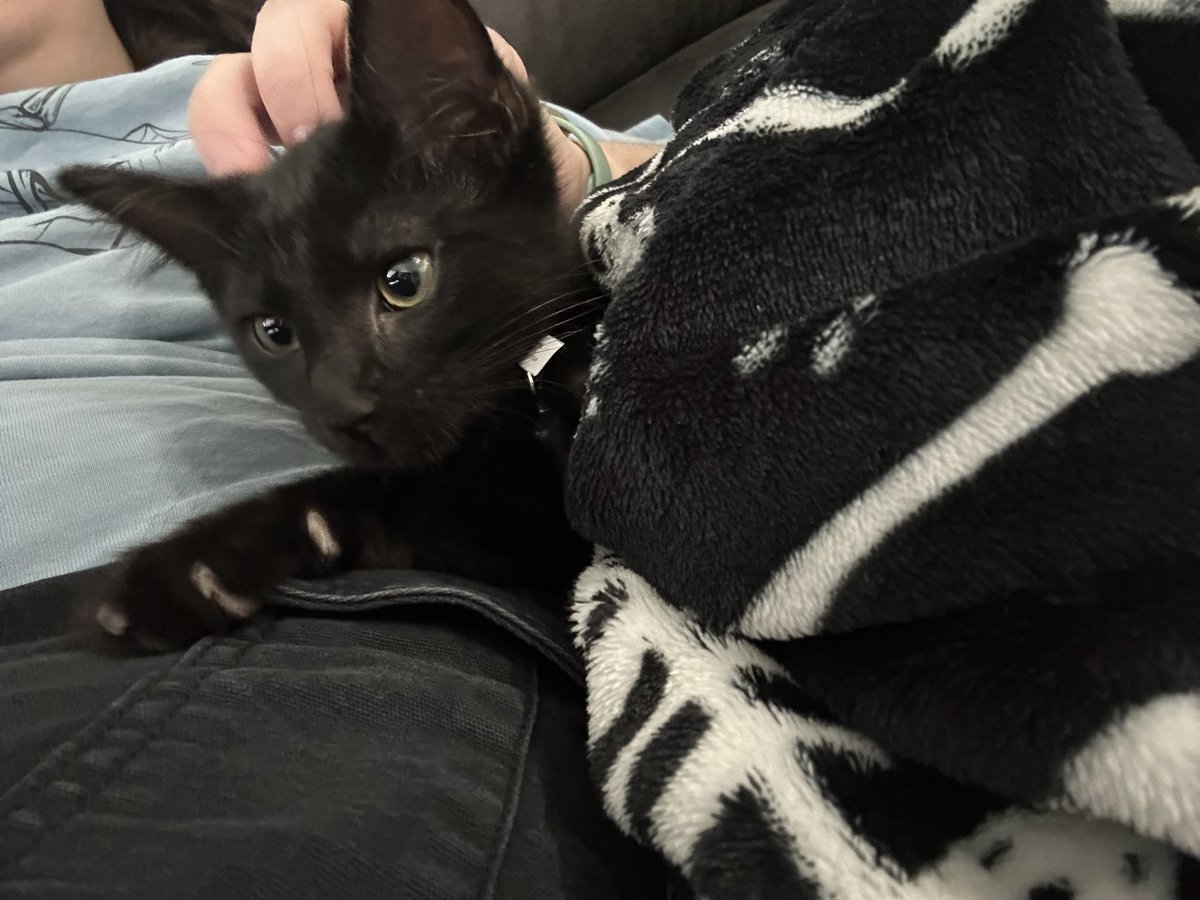 men0etes's tweet photo. @dereksteez please name my cat because I’m stuck https://t.co/laARKyX9YB