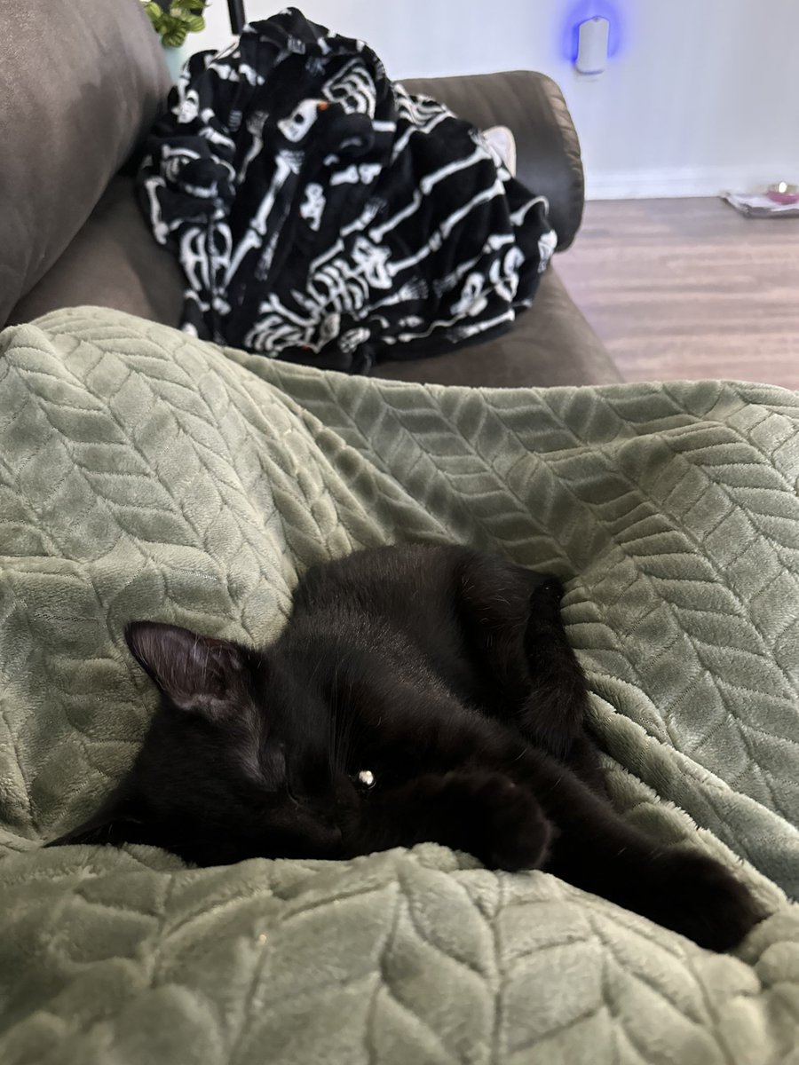 men0etes's tweet photo. @dereksteez please name my cat because I’m stuck https://t.co/laARKyX9YB