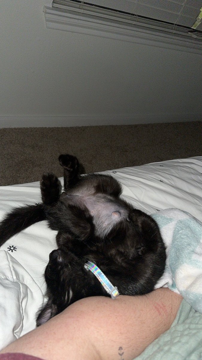 men0etes's tweet photo. @dereksteez please name my cat because I’m stuck https://t.co/laARKyX9YB