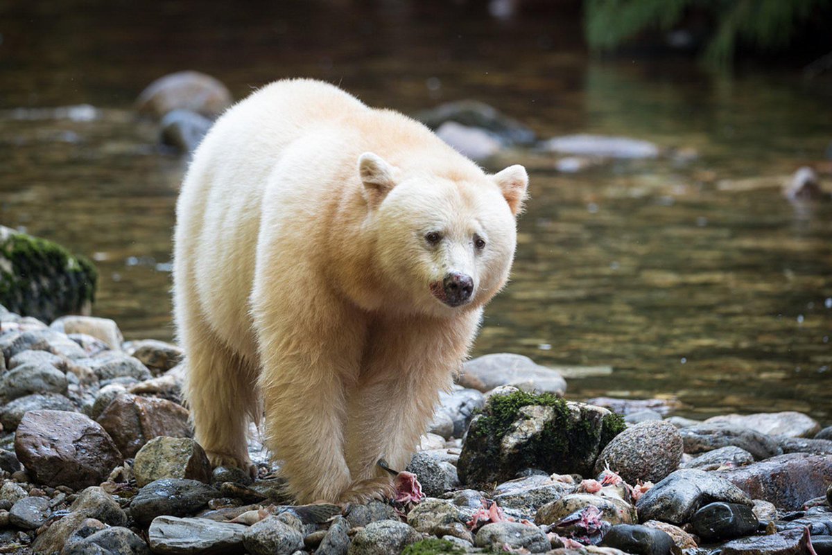 HAPPY NATIONAL BLACK BEAR DAY!!!! 

give a big ole hug to your nearest black bear!!!