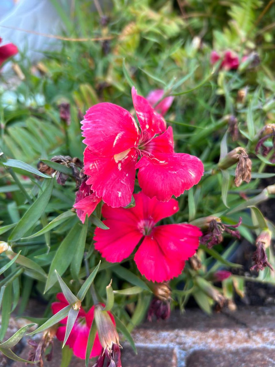 drshalinisdiet's tweet image. To heal a wound you need to stop touching it. 
#GoodMorningTwitter 
#ThoughtForTheDay #quotesaboutlife