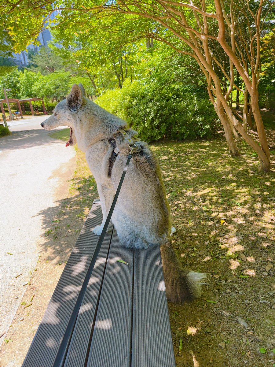 pepper_dog18's tweet photo. 기여웤ㅋㅋㅋ날이 너무 좋아서 후추랑 벤치앉아서 음악듣고있는데 지루한듯 https://t.co/XSxtLB5kX7