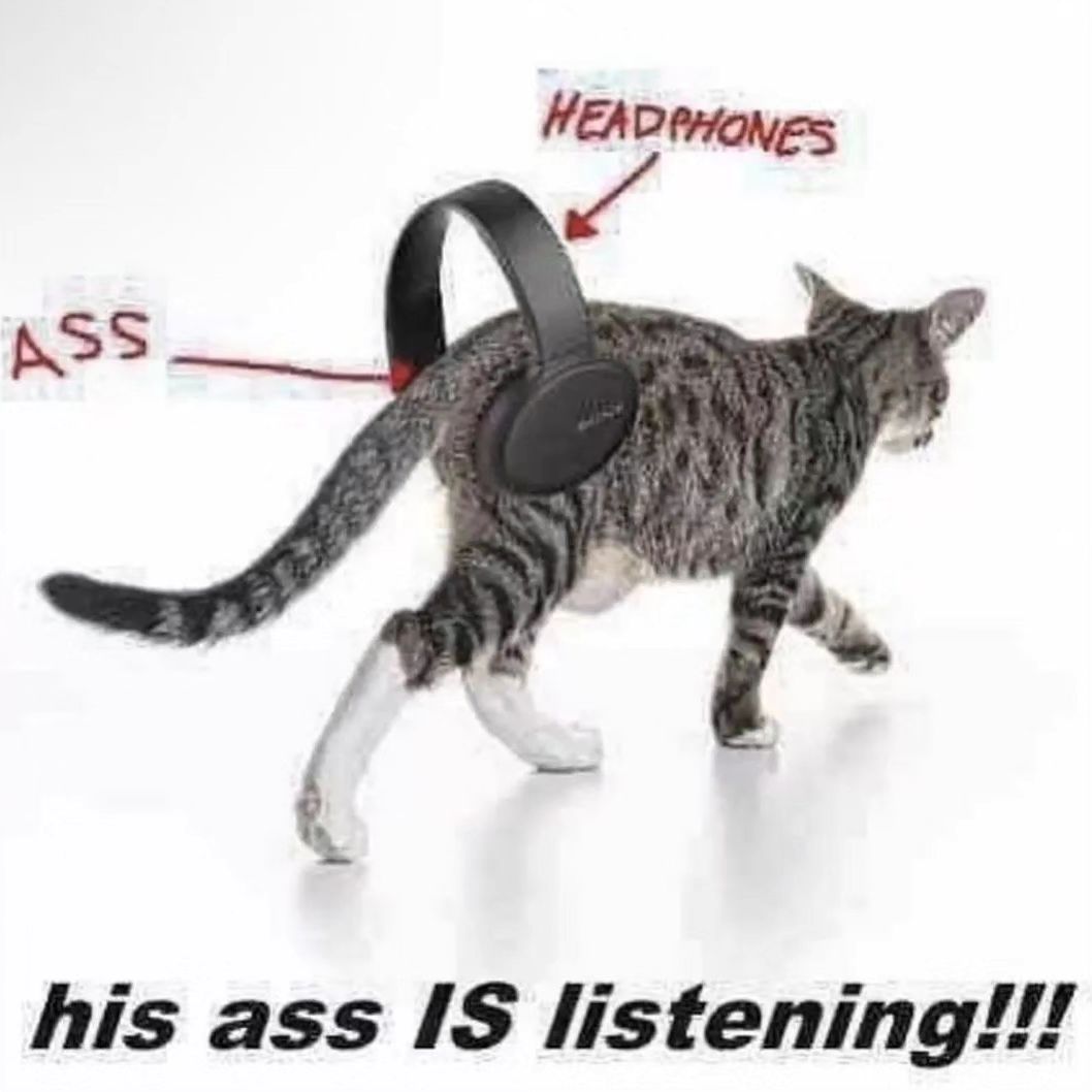 Punch Cat tweet media