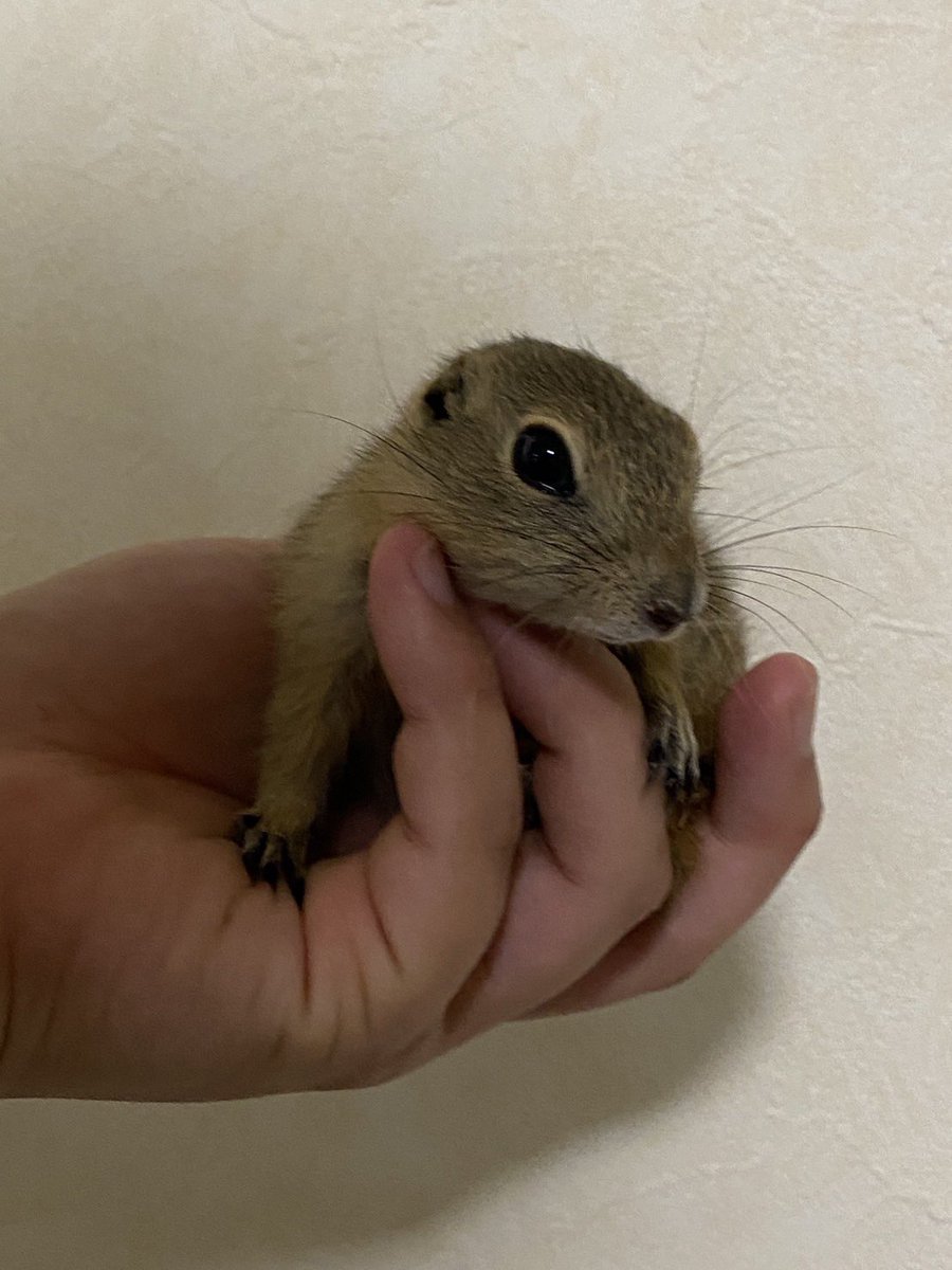 茨城県阿見町＊ふれあい動物園あにま tweet media