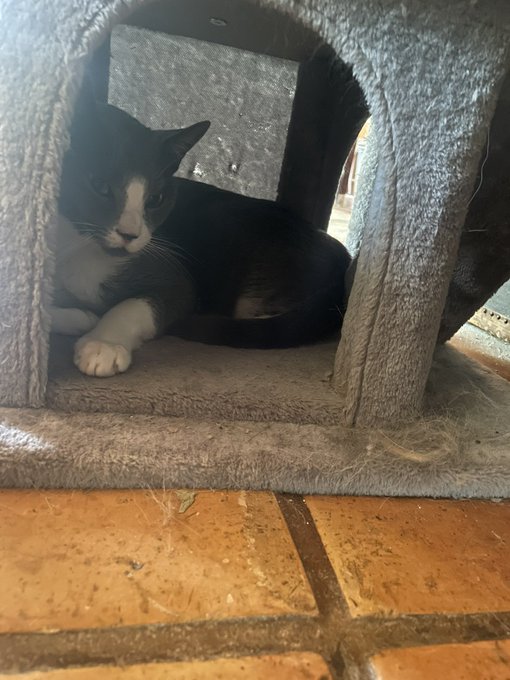 I don't normally ask for this but my kitten ain't doing good and we&rsquo;re at the emergency vet. They don&rsquo;t<a href="/tag/realloyalfans"class="tags"><span>#realloyalfans</span></a>