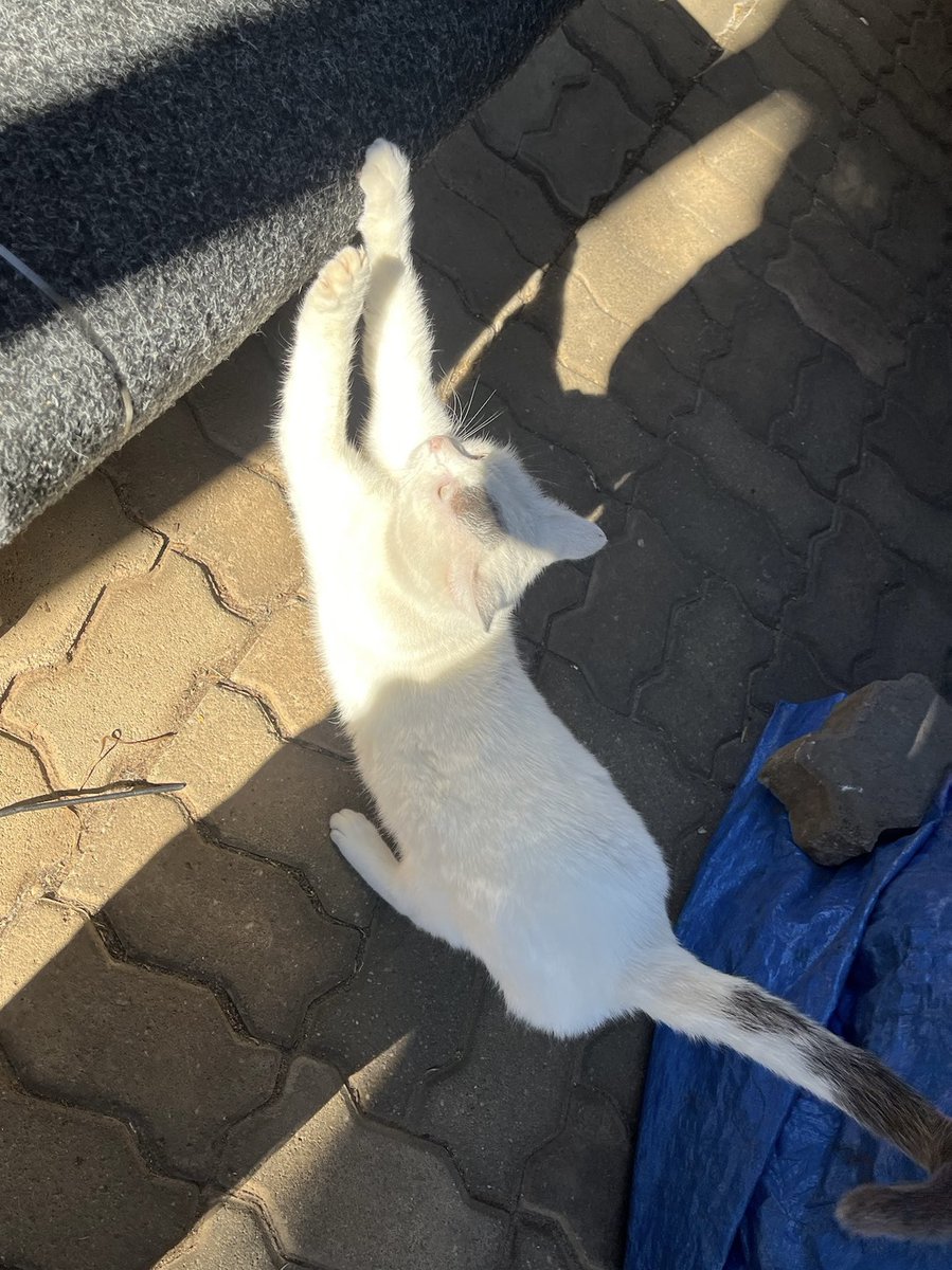 half_straycat's tweet photo. It's so flexible➰🎋😊

#warping #cat #CatLife #HalfStrayCat #WhiteCat #BlackCat #LovelyCat #PawPads #Cattastic #CatOfTheDay https://t.co/BB59d8Bb9v