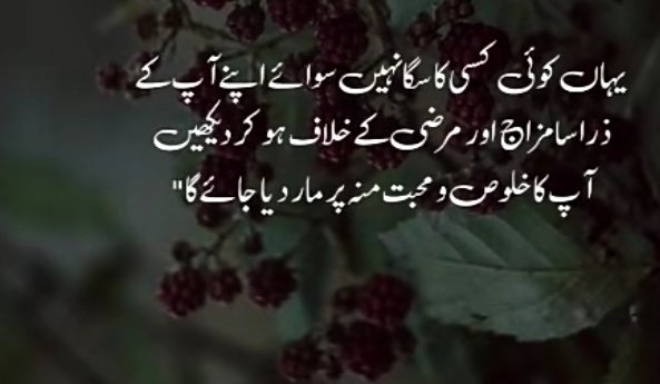 Nishrah Tabasum tweet media