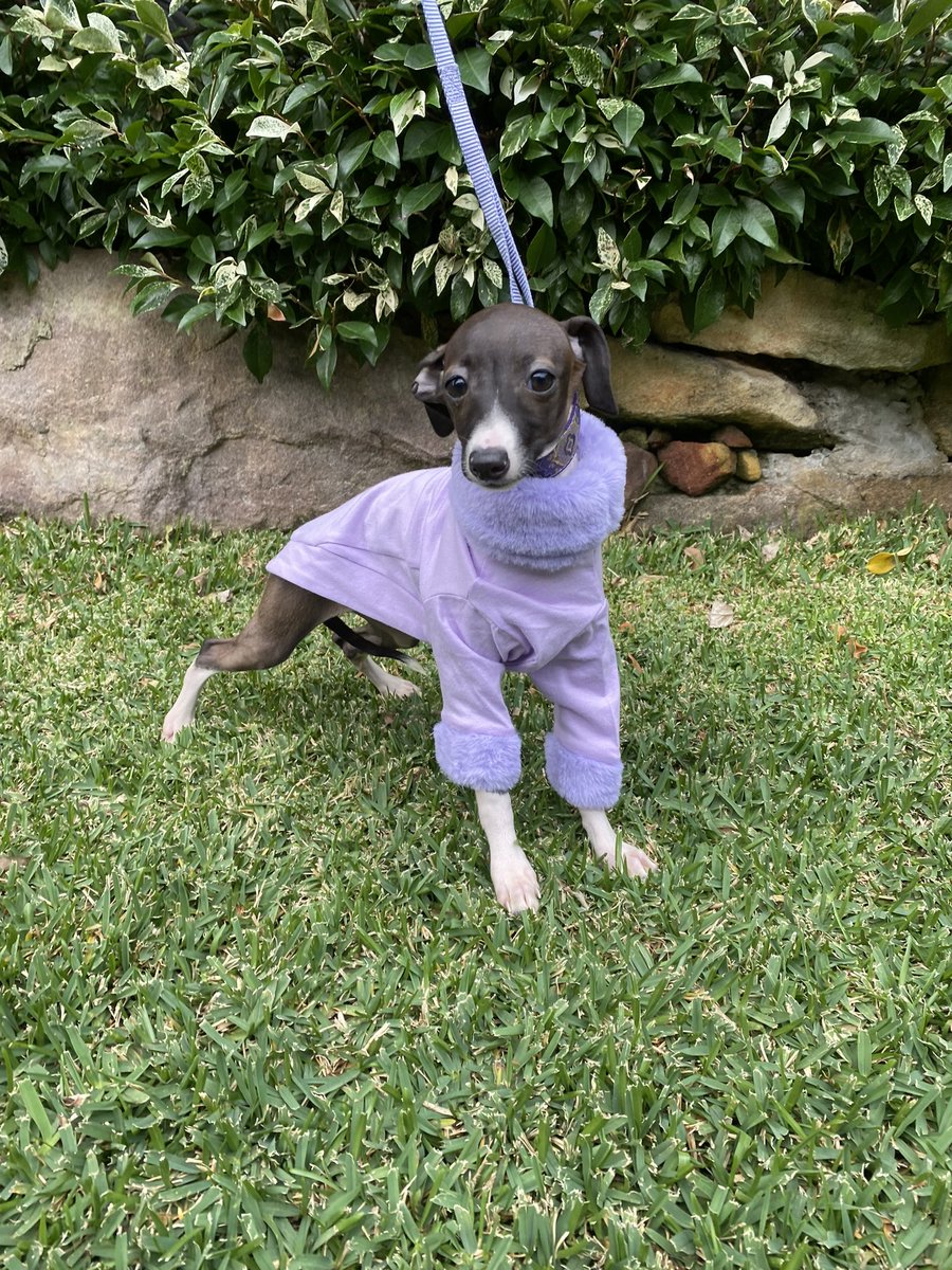 xX_runescape_Xx's tweet photo. we got a dog https://t.co/FbfGUa7FBq