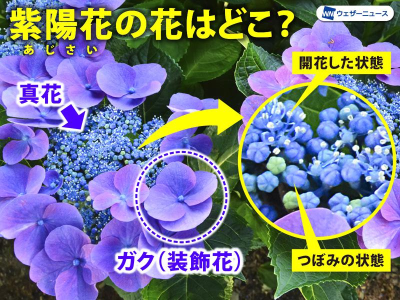 紫陽花の「真の花」とは】 アジサイの「花」のように見える部分は