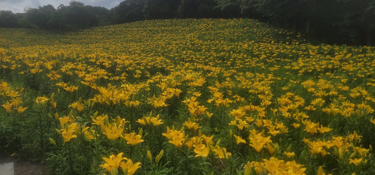 c0hee_'s tweet photo. 朝ラーメン食べて私の大好きな映画"あの花"ロケ地に行ってきました🚗💨
映画の世界が目の前に広がっていて感動した💚👨彰になりきって映画の再現してくれて、、笑
推しの水上さんのサインがあって興奮😘❤️楽しい朝デート忘れられない思い出がまたできて幸せ
#日常垢　#ラーメン好きと繋がりたい https://t.co/hXLqNy7n9a