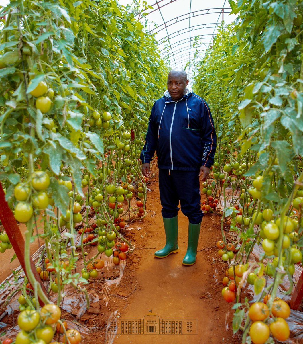 'Environ 10 tonnes de tomates 🍅 sur seulement 2,4 ares tous les 3 mois'. 

Très rentables, la culture sous serre est une technique que des #Burundi-ais pourraient facilement adopter dans le but de  s'assurer l'autosuffisance alimentaire.

Ce samedi 1 juin à la ferme