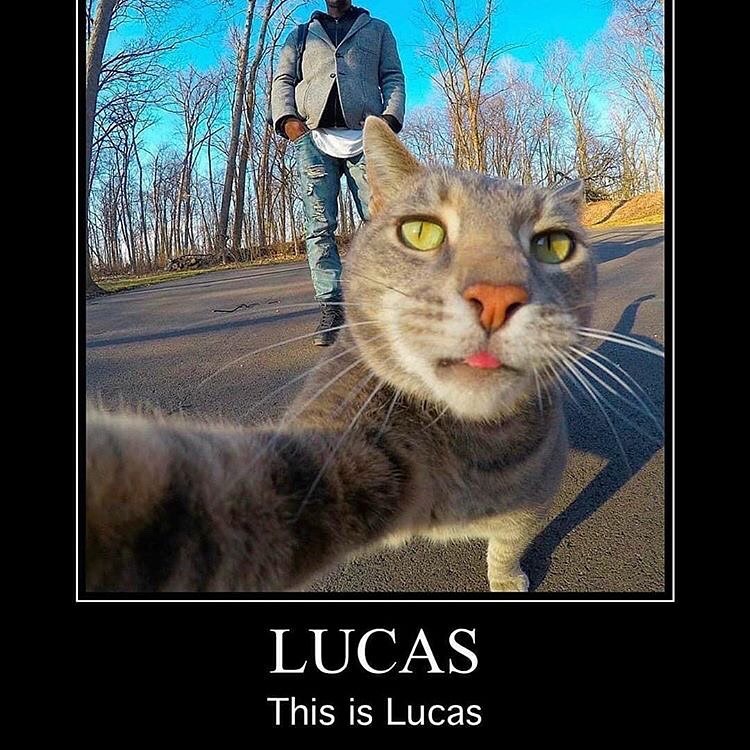 Punch Cat tweet media