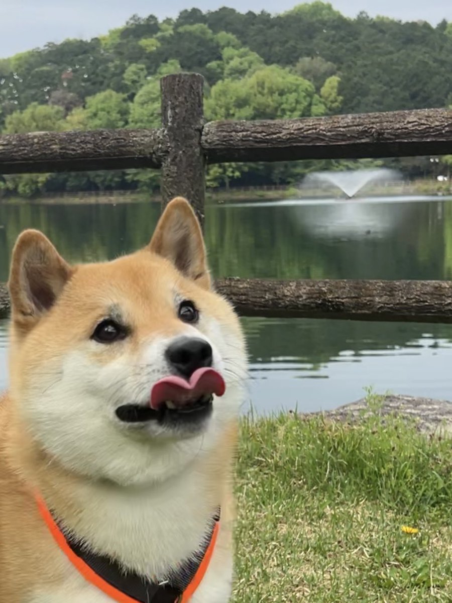 舌が噴水とコラボした犬