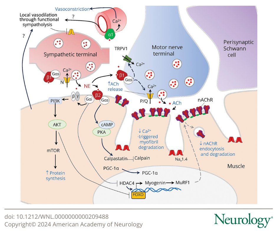 GreenJournal's tweet image. Learn about the role of the sympathetic system in skeletal muscle: bit.ly/3US5CyU

#NeuroTwitter #Neurology
