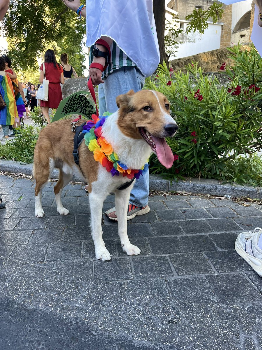 stylianosh's tweet photo. Cyprus Pride 2024 Photo dump 🏳️🌈🏳️��️
#cypruspride #acceptCy #GayPride #Cyprus https://t.co/auTYhqgAKo