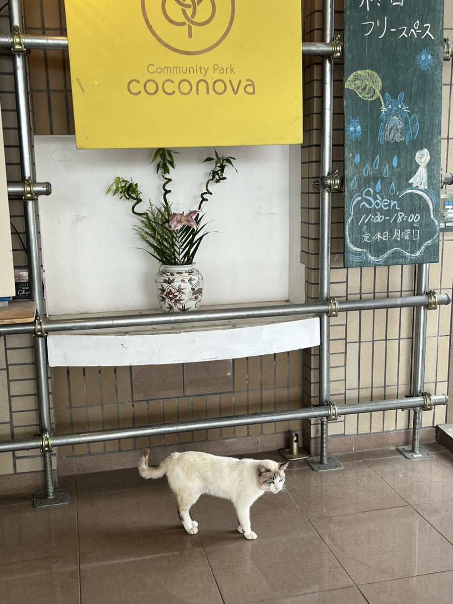 atabi864's tweet photo. 久しぶりにコミュニティーパーク「coconova(ココノバ)」に行って来ました😄
ココノバの主様も会えた(笑)😼🐸♪
本も増えてダーツに加えてビリヤードも設置されてました(^ ^)
😆📚🎱🎯🐸♪
#名護市
#coconova https://t.co/YRarAOx855