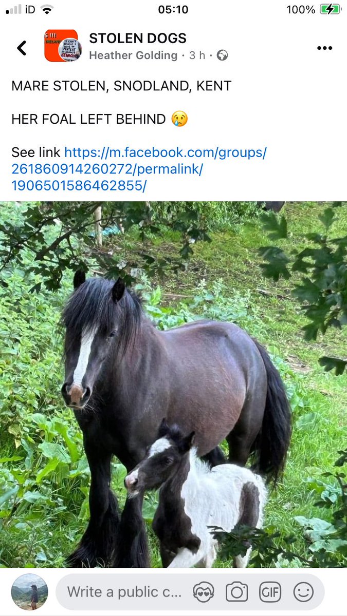 Please share - STOLEN - Mare ( foal left behind) - Snodham, Kent facebook.com/share/p/aPqw7M…