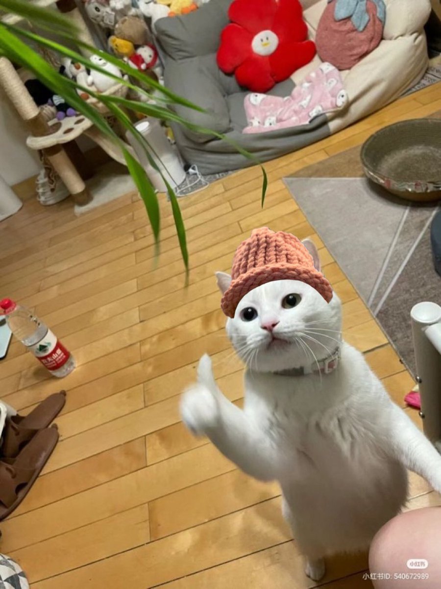 catwifhatsolana's tweet photo. You're doing great 👍👍👍 https://t.co/xVJCGu3Jhc