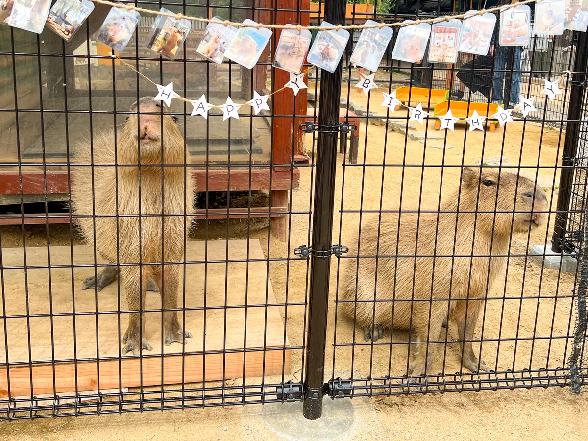 ６月に６才のお誕生日を迎えるふれあい広場のカピバラ、パピコとモナカ♫
６月２２日（土）１４時からカピバラ展示場にて、ささやかですがお誕生日プレートをプレゼントする予定です♪(^o^)／良ければお越しください♫

・小雨決行　
・イベントは譲り合ってのご観覧をお願い致します