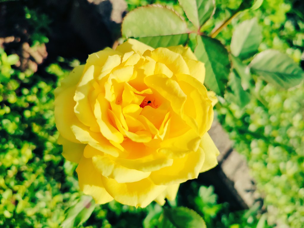 NumerologiaSk's tweet photo. Peknú nedeľu, prajem.  #nicesunday #yellowrose https://t.co/L9MzXp63hQ