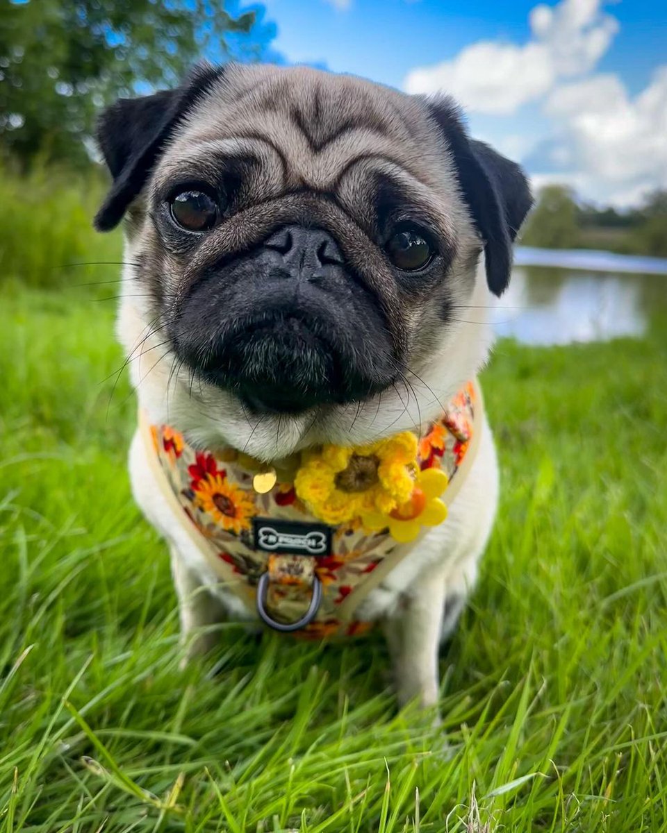pugclub1's tweet photo. Happy Wednesday ππ§‘π nice to see some blue skies again . Hope you all have a lovely day Sunflower bliss harness - #puglove #pugobsessed #cutepug #prettypug #sunflower #blueskies https://t.co/lw6QjqSfZP