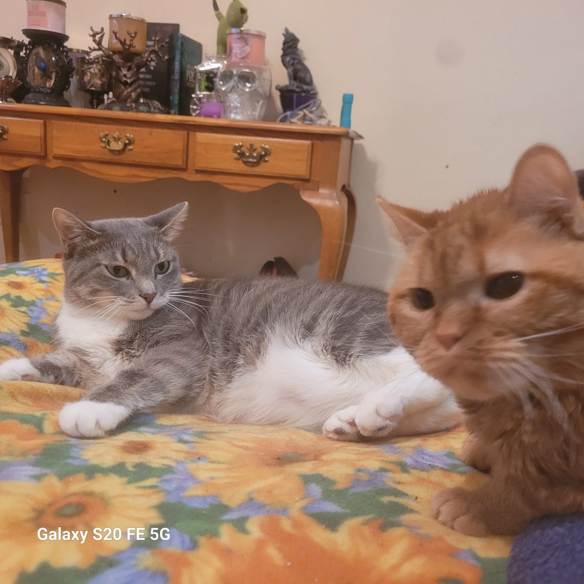 lynnslagle42's tweet photo. L- "Maybe if I sit rrreeeeaaallll still, Rosa won't notice me....."
(I assure you, she noticed 😬)
L- *realizes his mistake* "shit"
#cerebellarhypoplasia #chlove #wobblykitty #chkitty #louiepatchouliblue #rosamarieparks #smallboi #oopsmymistake #run https://t.co/KD0mDmxFKB