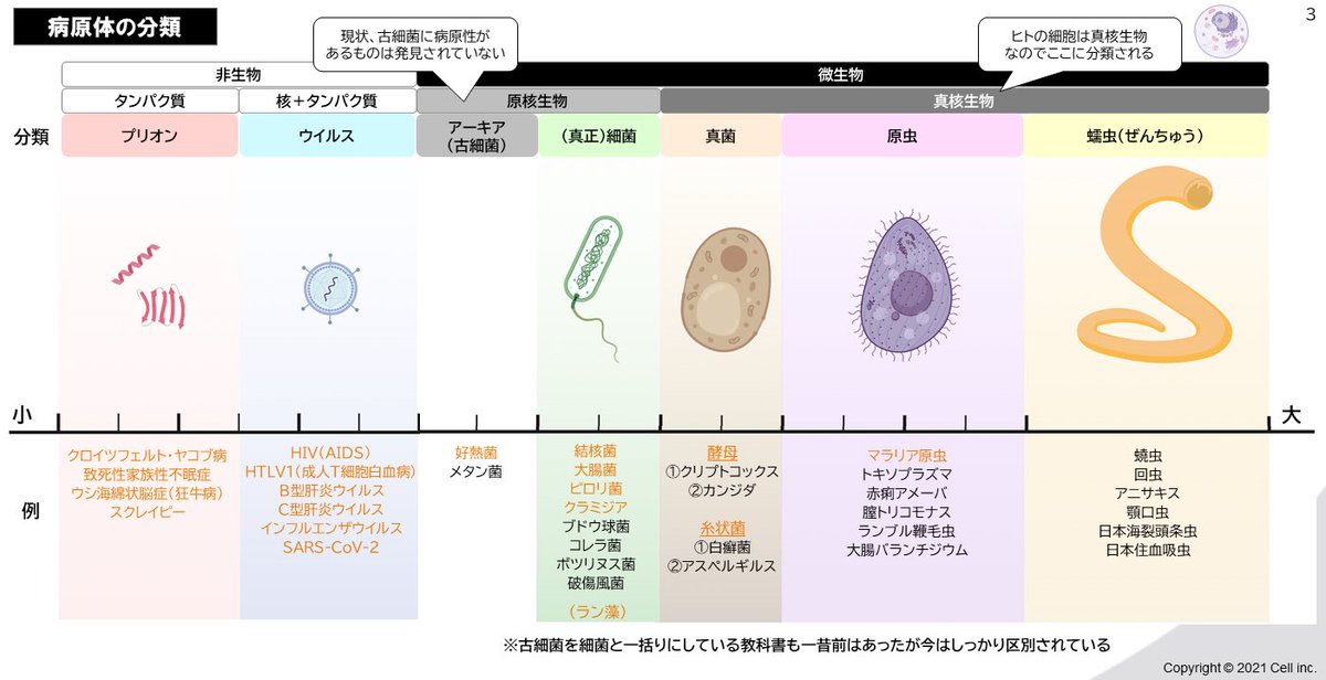 鹿児島大学 解答速報】 昨日実施された 2025年度 鹿児島大学の 医学部