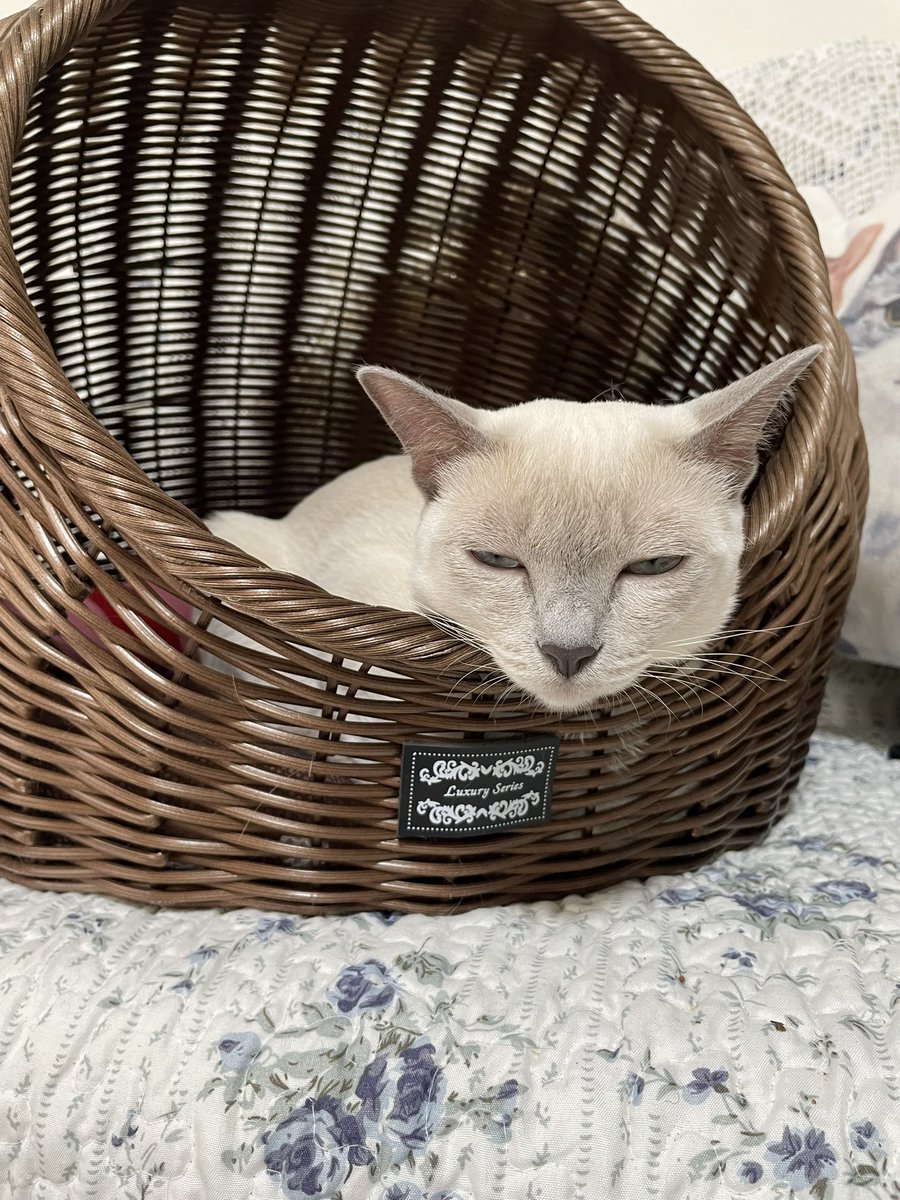 R29971Sa's tweet photo. なんか面白い顔😸
#トンキニーズ #ロシアンブルー #猫好きさんと繋がりたい https://t.co/ud8OwnZz0g