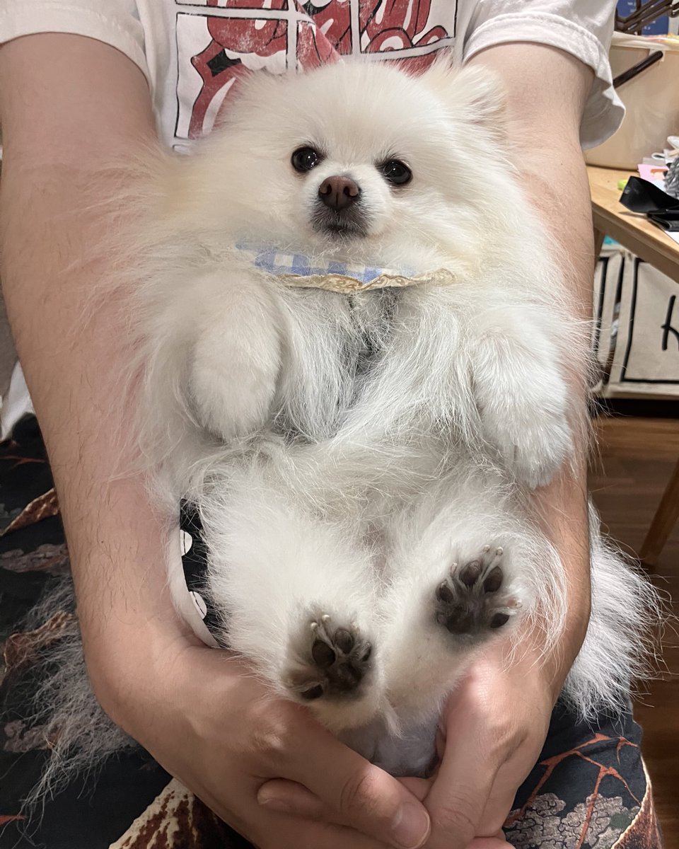 Pwl7T's tweet photo. お散歩から帰ってきて
足を拭く時のスタイル🐾❤️

#ポメラニアン　#犬 https://t.co/9YXMgYubEj