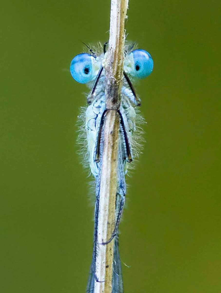 Espía buff.ly/3R9gpCP - 
Como si jugara al escondite, una libélula azul se oculta detrás de una delgada hoja de hierba; aunque eso sí, sus grandes ojos no tienen espacio en la rama.

El autor de la imagen, Jon Hawkins, dio con la libélula en la Re…