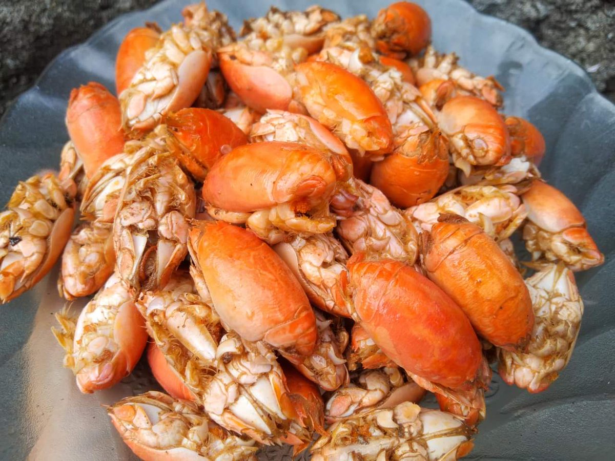 Habieb Selow tweet media