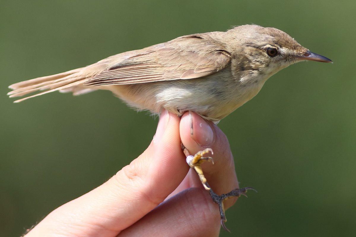 VerweijJochem's tweet photo. Chaught 2 amazing Blyth's and a Barred warbler today in the standardized ringing program at @OttenbyBO. Also a Eurasian tree-creeper, a lot of marsh and reed warblers and a few Icterines. #struikrietzanger #blythesreedwarbler #sperwergrasmus #barredwarbler #ottenby #birdringing https://t.co/FlDvNGbEsD