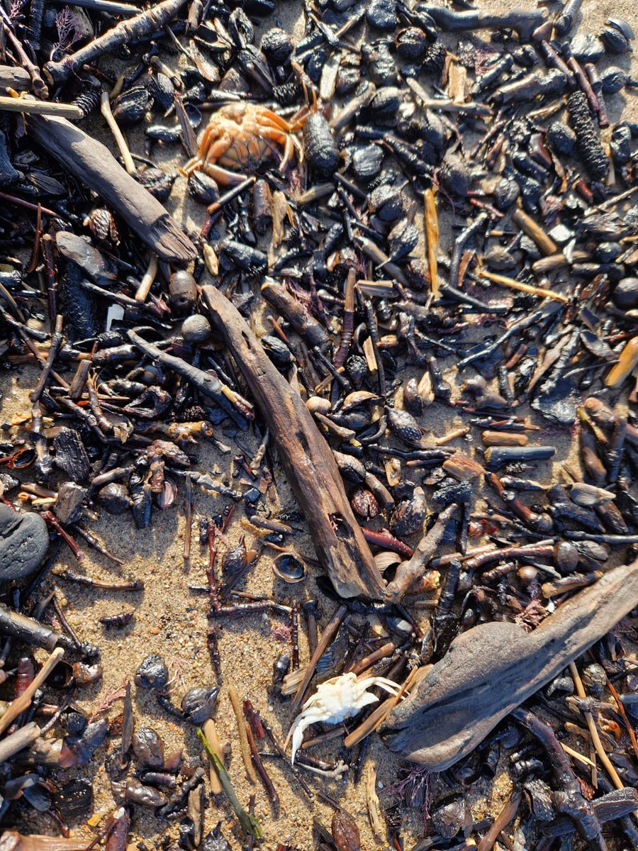 NEastFC's tweet photo. The group has been alerted to this massacre halfway between Sands End and Whitby. Keep telling yourselves that there is nothing wrong, because this is “ normal.” There’s only 1 abnormality in the past 8 days… #saveoursea #toxictees @EnvAgency @CefasGovUK @The_MMO @RishiSunak https://t.co/UkQhw698tG