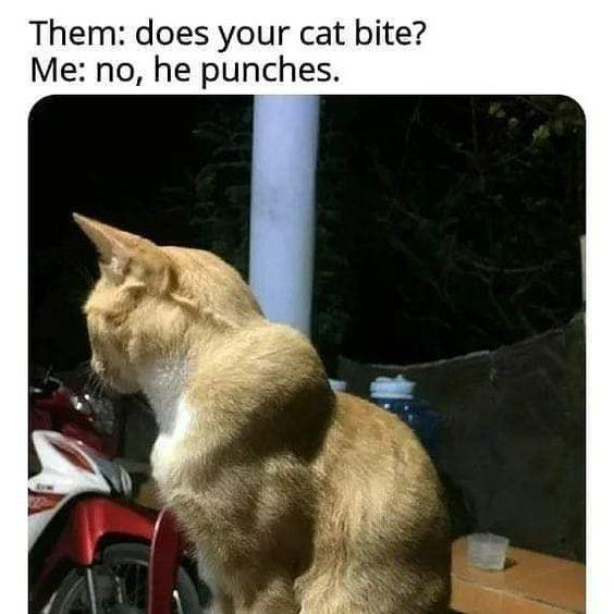 CatMemes's tweet photo. https://t.co/clXadYIIr7