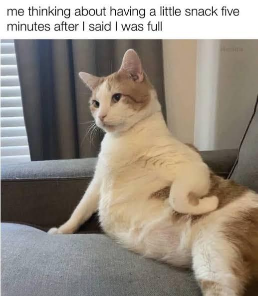 CatMemes's tweet photo. Me #CatMemes https://t.co/qjHRQK9gcb