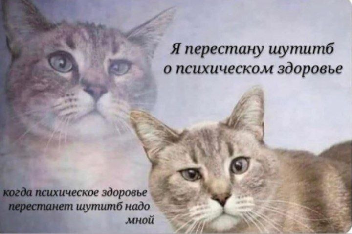 catsilcats's tweet photo. https://t.co/UeCStlcacx
