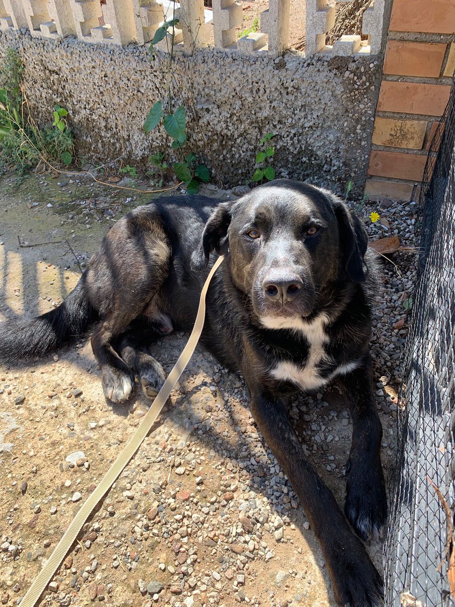 Trobat un gos mascle aprop del carretera de constantí de Reus. Demanem difusió per trobar els amos ja que no te collar.