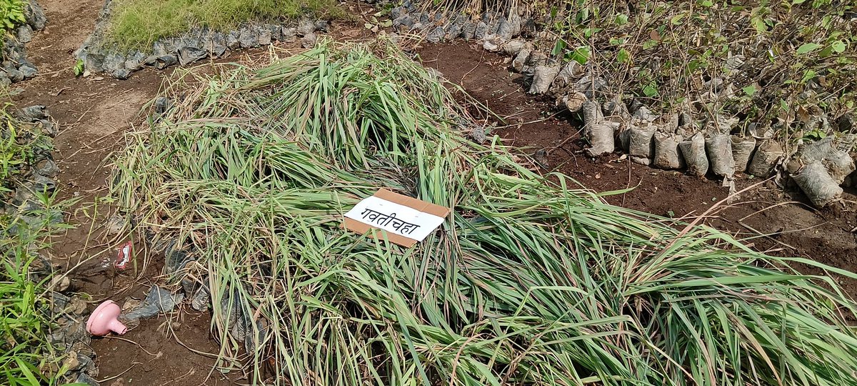 malpani's tweet photo. Planting a Miyawaki Forest on our land in Shahpur / Kinavli , outside Mumbai https://t.co/ivyTkawUbb
