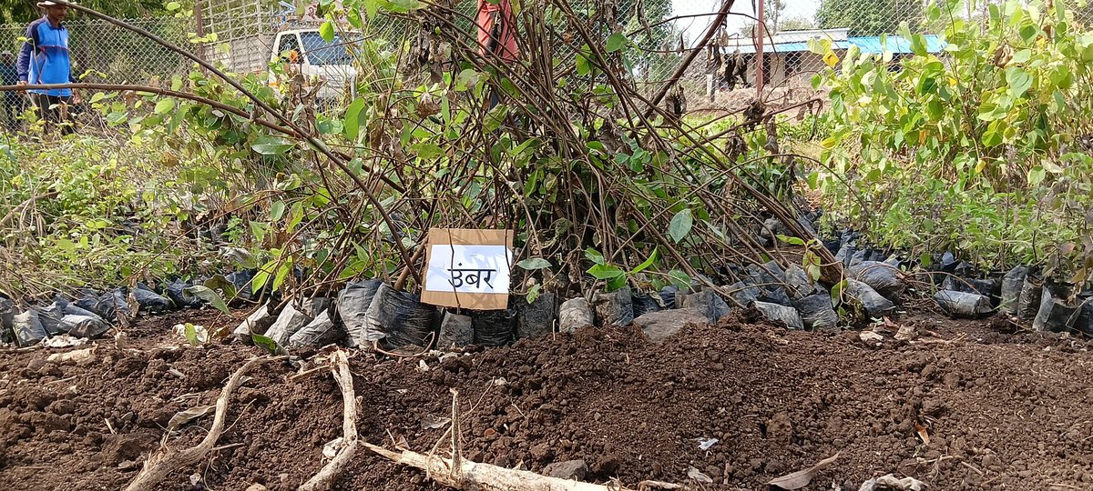 malpani's tweet photo. Planting a Miyawaki Forest on our land in Shahpur / Kinavli , outside Mumbai https://t.co/ivyTkawUbb