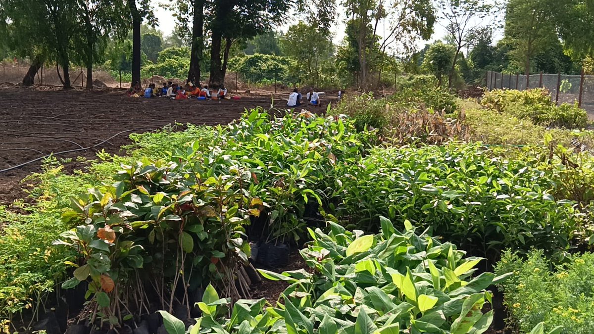 malpani's tweet photo. Planting a Miyawaki Forest on our land in Shahpur / Kinavli , outside Mumbai https://t.co/ivyTkawUbb