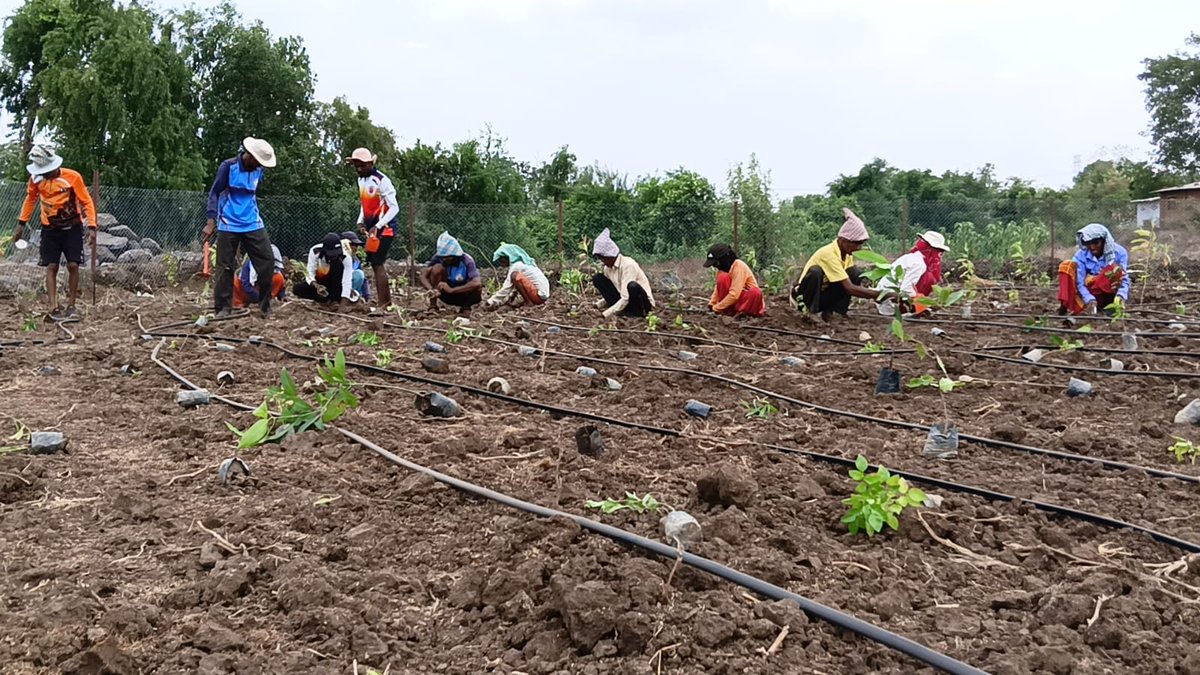 malpani's tweet photo. Planting a Miyawaki Forest on our land in Shahpur / Kinavli , outside Mumbai https://t.co/ivyTkawUbb