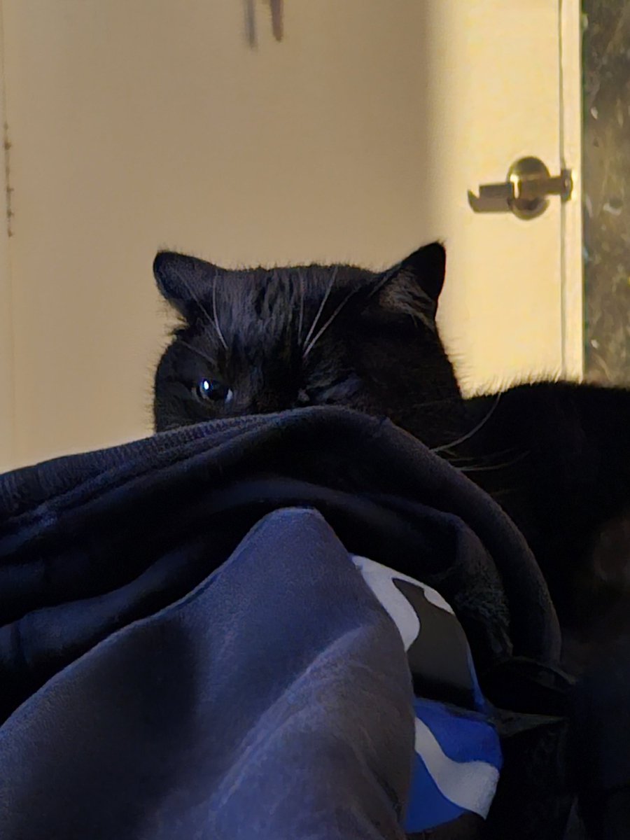 Langf2Chrystale's tweet photo. My rescue Sapphire watching me with judgement as l fail with another rescue kitten 😸 😅😅 #fosterfail #blackcats #adoptakitten #rescuecats #CatsOfX #CatsAreFamily  #watchingme @strictlykaren @HollyNortham https://t.co/RhWMY7u67u