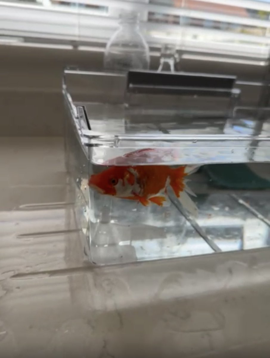 like seriously <a href="/NewcastleCC/">Newcastle City Council</a> what is this accommodation? a freezer tray??