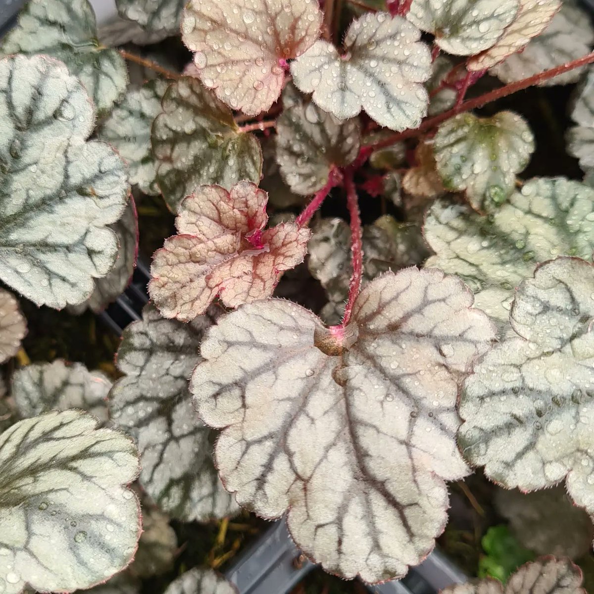 plantagogo's tweet photo. Look at these gorgeous leaves of Heuchera 'Sugar Frosting' great in sun or part shade
Such a pretty variety
All ready to be shipped out
#Heuchera
#peatfree
@the_rhs
#rhsmastergrower
Some of these will be @rhshampton_showteam, and they're also available to buy now online! https://t.co/qaFQcBQpp3