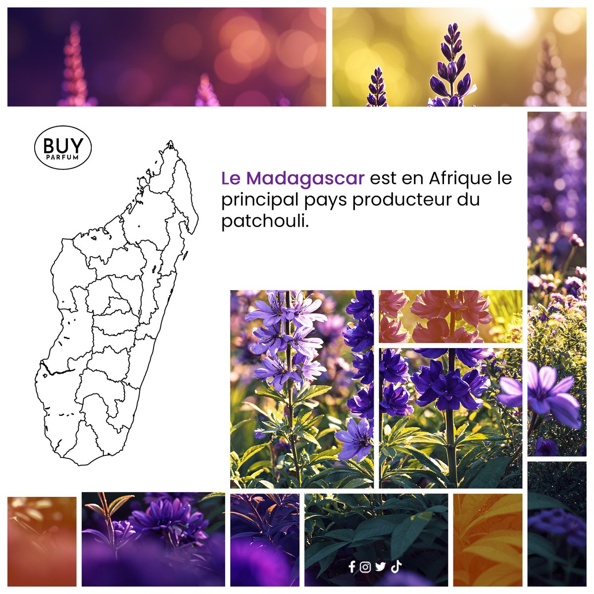 Le patchouli est une plante aromatique aux nombreuses vertus, appréciée tant pour ses propriétés olfactives que pour ses bienfaits en cosmétique.

Découvrez plus dans les images ci-dessous.

#BuyParfumSenegal, joignable au  +221 774297323.

#PerfumeIngredient #AfricanFragrance