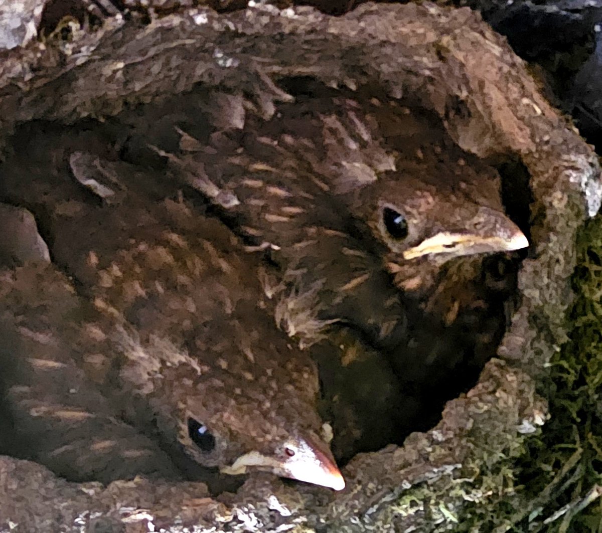 Two blackbirds are still plucking up the courage to fledge. The other ...