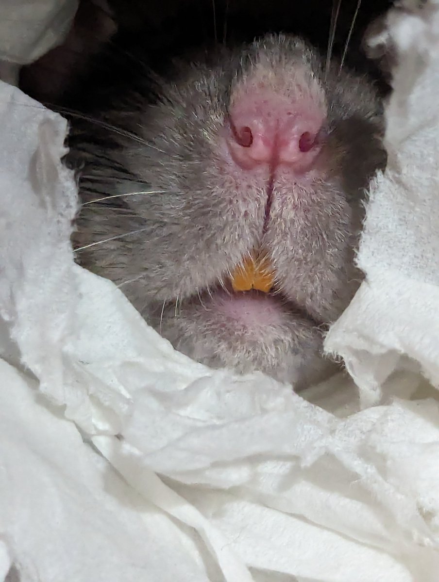 Teef