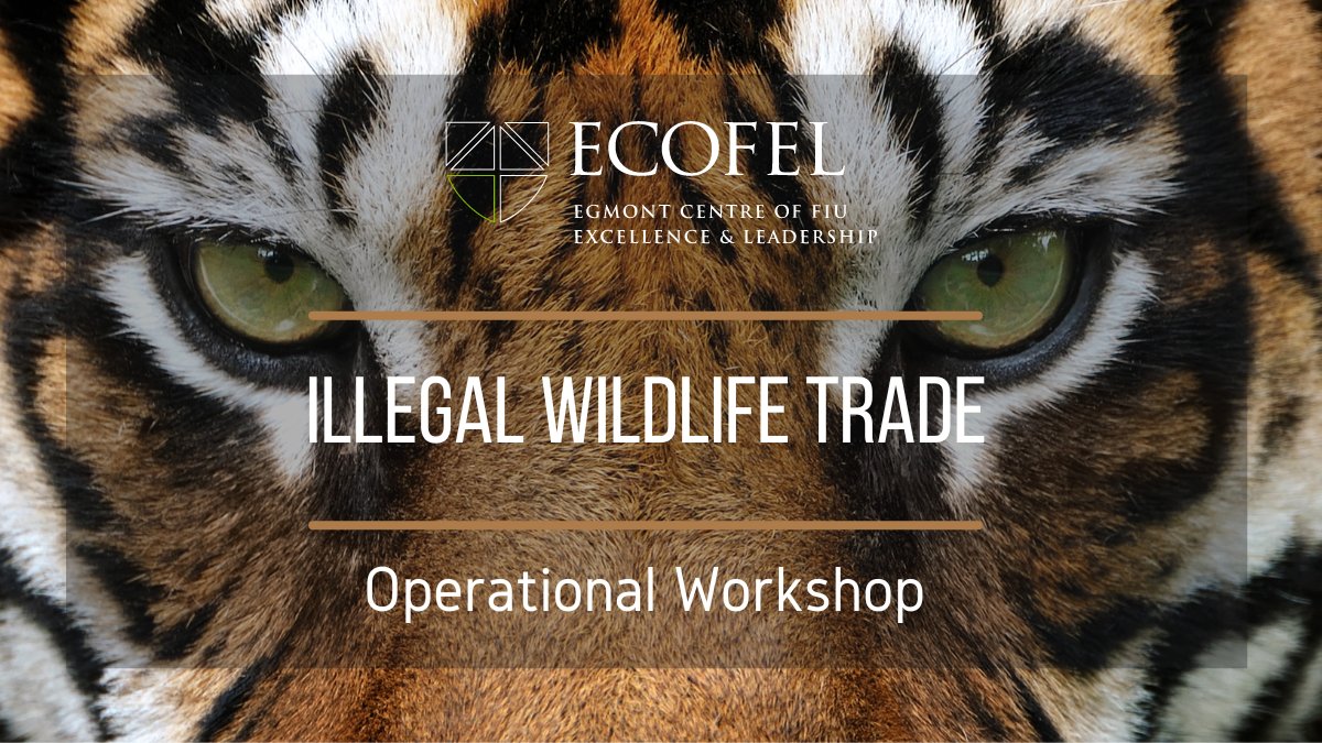 EGFIU's tweet photo. The #ECOFEL will be organizing a workshop on Wednesday, June 5th, 2024, to provide guidance to FIUs and international partners on measures they can take to combat money laundering from the illegal wildlife trade.
#FinancialIntelligence #IWT #WildlifeCrime https://t.co/SaQJbIgV5T