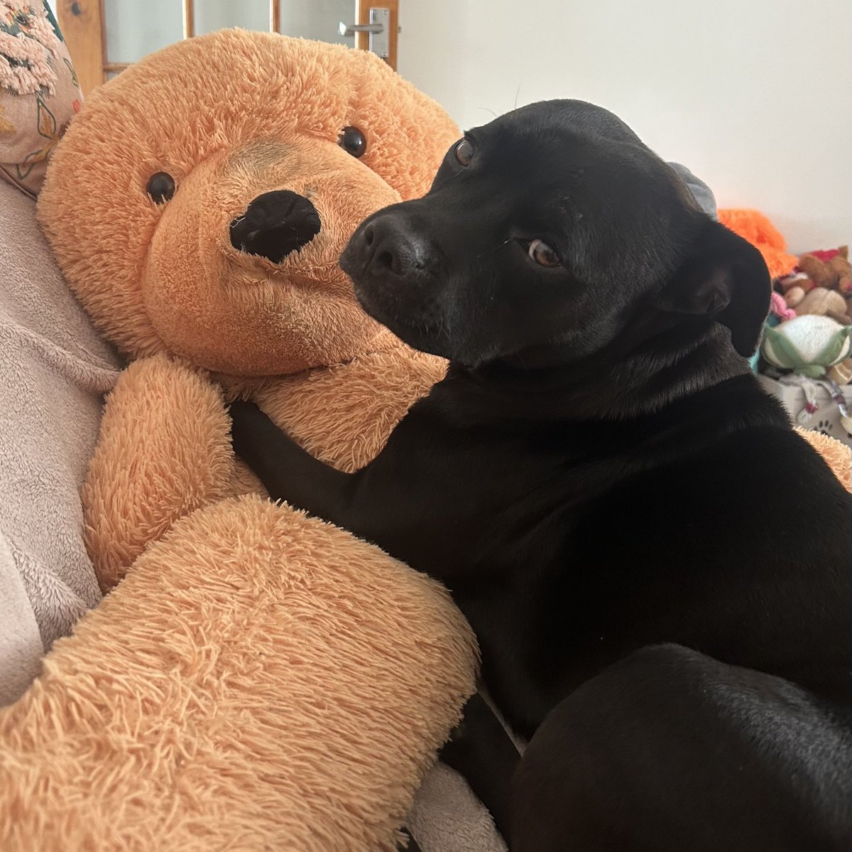 JulesAllenxx's tweet photo. Just having a chill with Edward #frank https://t.co/VExEKKB4pI